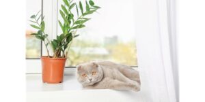Image of cat on window sill