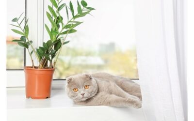 How to Dress Your Windows for Spring