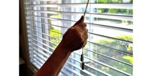 Image of window blinds