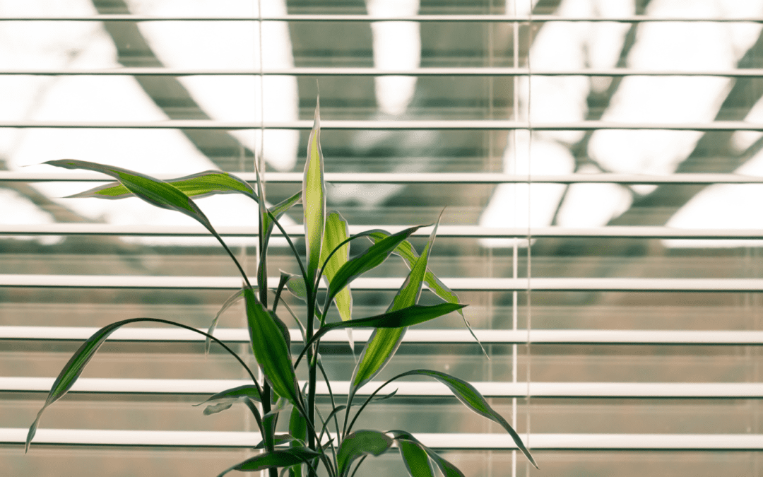 A green plant in front of a window with open blinds