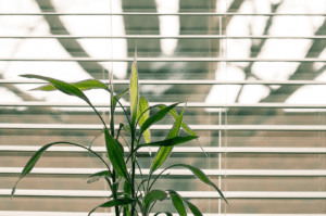 A green plant in front of a window with open blinds